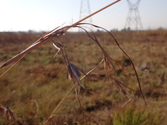 Themeda triandra