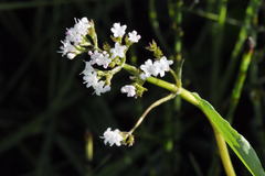 Valeriana dioica