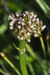 Valeriana dioica