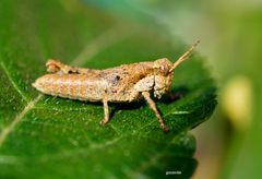 Ronderosia bergii