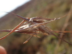 Themeda triandra