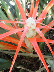Bromelia balansae