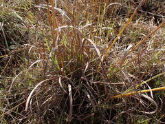 Themeda triandra