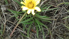 Gazania linearis linearis