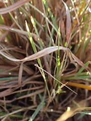 Themeda triandra