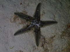 Astropecten duplicatus