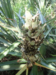 Bromelia balansae
