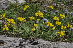 Coronilla vaginalis