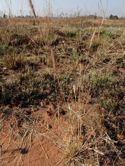 Aristida congesta congesta