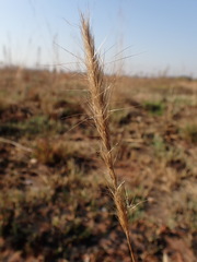 Aristida congesta congesta