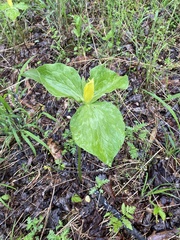 Trillium luteum