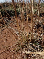 Aristida congesta congesta