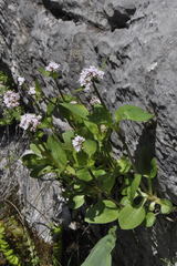 Valeriana montana