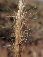 Aristida congesta congesta