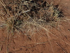 Eragrostis chloromelas