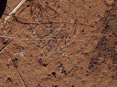 Eragrostis chloromelas