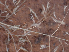 Eragrostis chloromelas