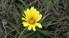 Gazania linearis linearis