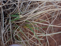 Eragrostis chloromelas