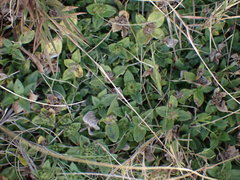 Richardia brasiliensis