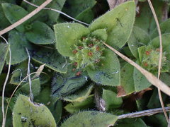 Richardia brasiliensis