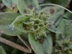 Richardia brasiliensis