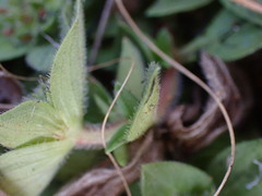 Richardia brasiliensis