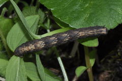 Peribatodes rhomboidaria