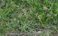 Plantago alpina