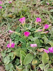 Oxalis imbricata