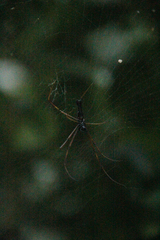 Nephila