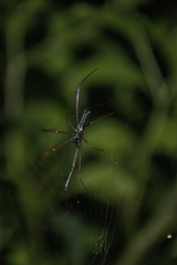 Nephila