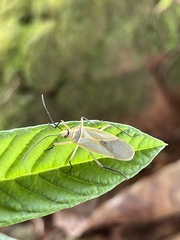Dysdercus melanderes