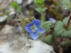 Veronica praecox