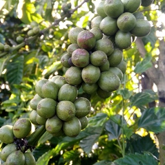 Coffea canephora