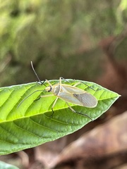 Dysdercus melanderes