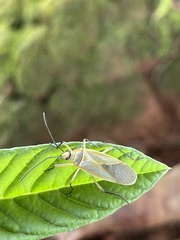 Dysdercus melanderes