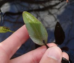Ranunculus ophioglossifolius