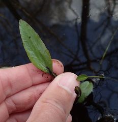 Ranunculus ophioglossifolius
