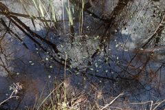 Ranunculus ophioglossifolius