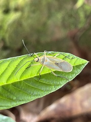 Dysdercus melanderes