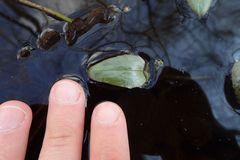 Ranunculus ophioglossifolius