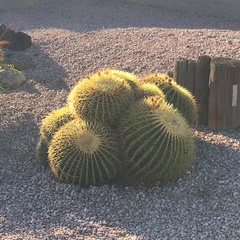 Kroenleinia grusonii