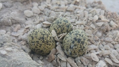 Himantopus himantopus