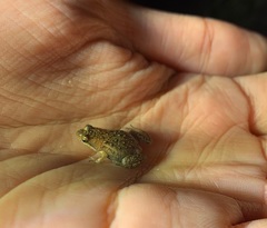 Microbatrachella capensis