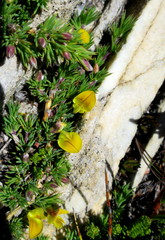 Aspalathus rigidifolia