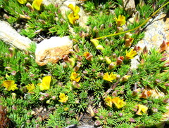 Aspalathus rigidifolia