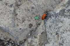 Hippodamia convergens