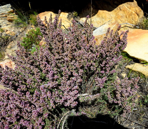 Image of Stickyhair Heath (Erica glandulipila) by no rights reserved