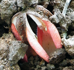 Hydnora abyssinica